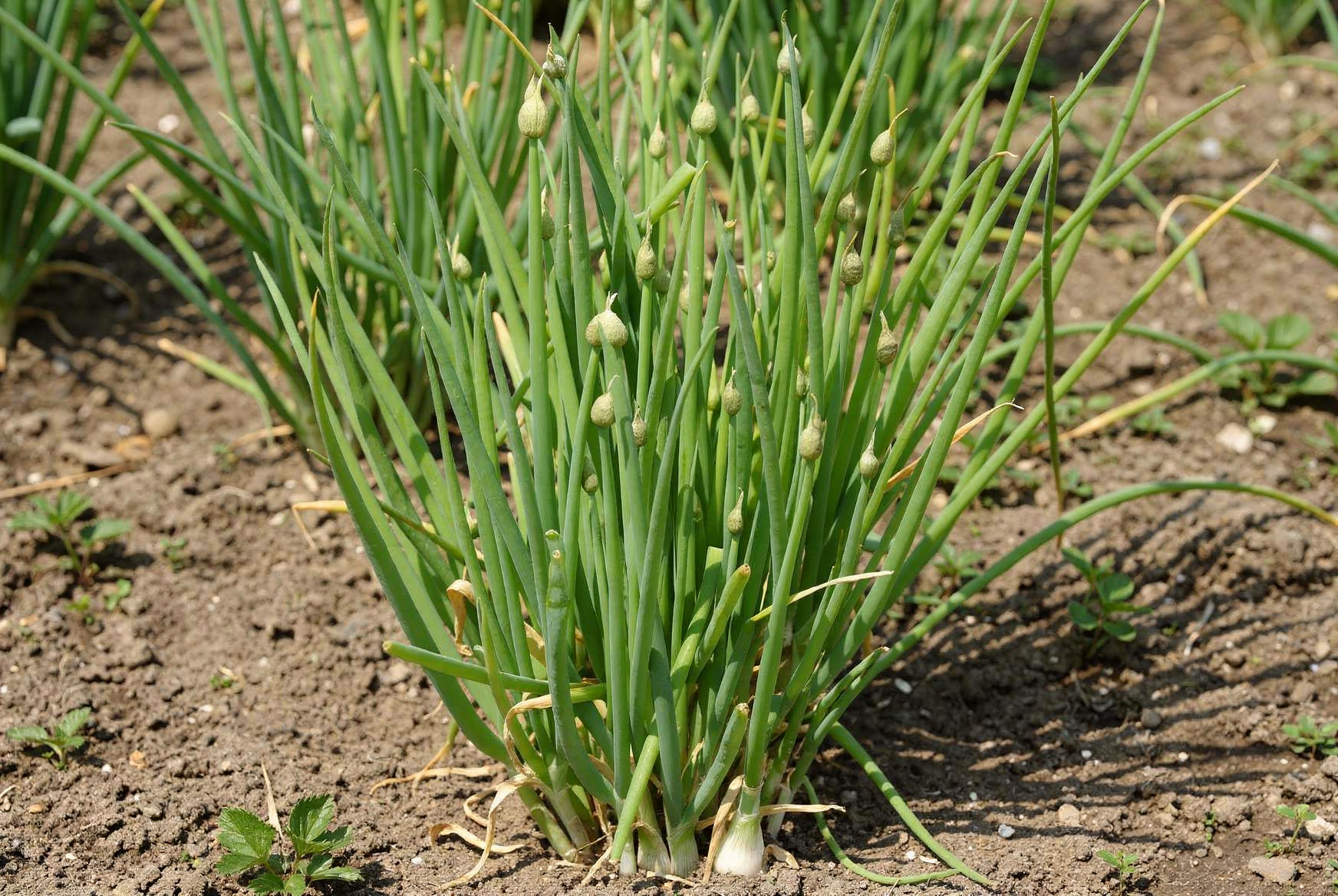 Scallion — hero (AI-generated reference image)